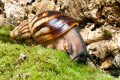 Archachatina marginata ssp. Cameroon 6 adult